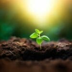 A small green plant sprouting from rich soil, bathed in warm sunlight, symbolizing spiritual growth and new life in Christ.