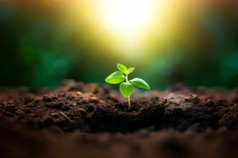 A small green plant sprouting from rich soil, bathed in warm sunlight, symbolizing spiritual growth and new life in Christ.