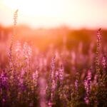 God has ordained every circumstance of our lives to be worked out for our good and for His glory. @mferrell