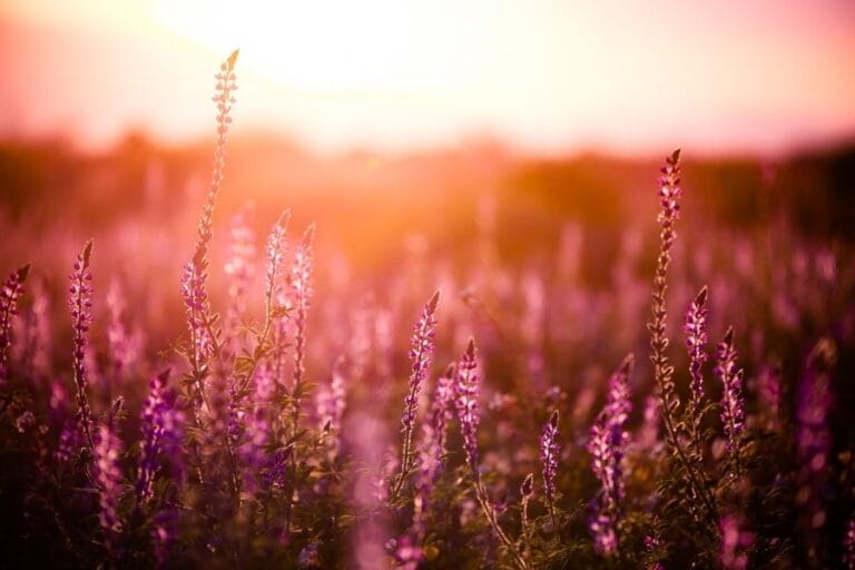 God has ordained every circumstance of our lives to be worked out for our good and for His glory. @mferrell