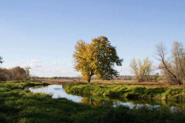 A Walk Through Psalm 1