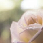 Learning from Elisabeth Elliot: A List of Resources @mferrell