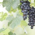 God is the Master Gardener and He prunes us by making each cut count so we will bear fruit. @mferrell