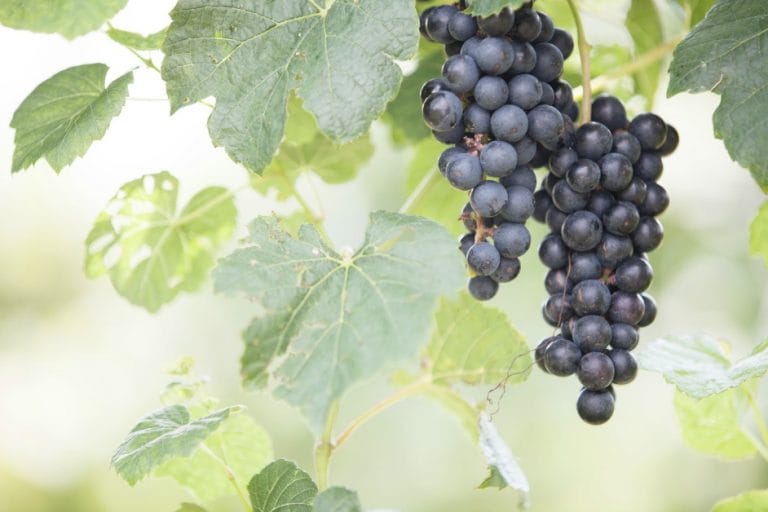 God is the Master Gardener and He prunes us by making each cut count so we will bear fruit. @mferrell